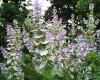 Clary sage Salvia sclarea